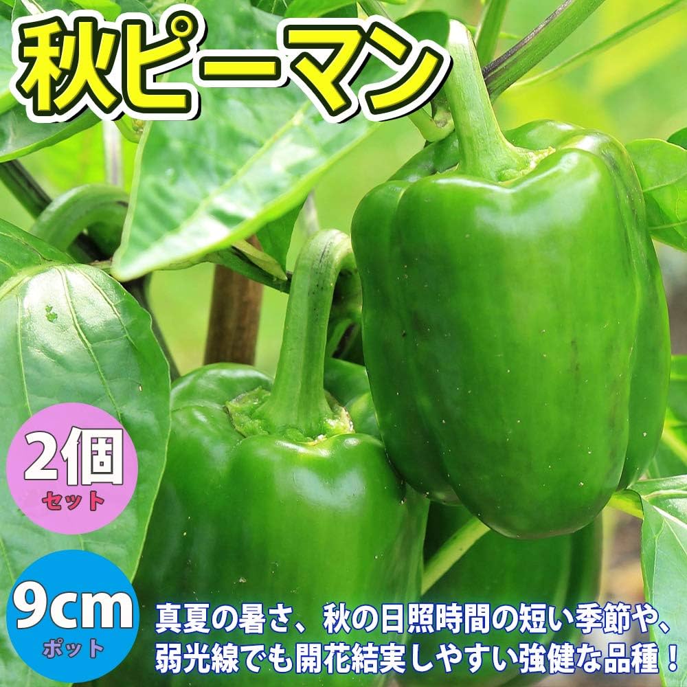 Amazon.co.jp: ピーマン苗 秋ピーマン【野菜苗 9cmポット実生苗
